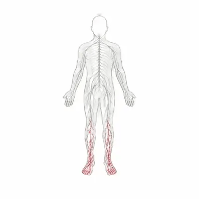 Illustration of the nervous system